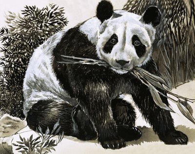 Panda tekijältä English School