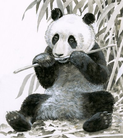 Panda pureskelee bambua tekijältä English School
