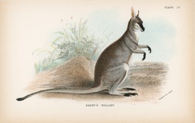 Parryn Wallaby tekijältä English School