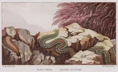 Pearly Nereis, Rainbow Leaf-Worm (väri litho) tekijältä English School