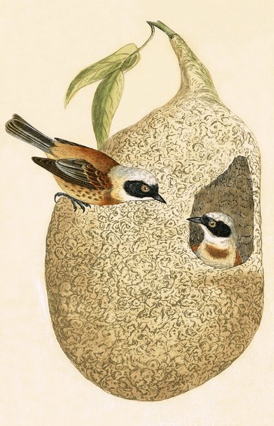 Penduline Tit, kuvitus Charles Robert Breen (1811-86) teoksesta "A History of the Birds of the Birds of the British Islands", julkaistu 1867 tekijältä English School