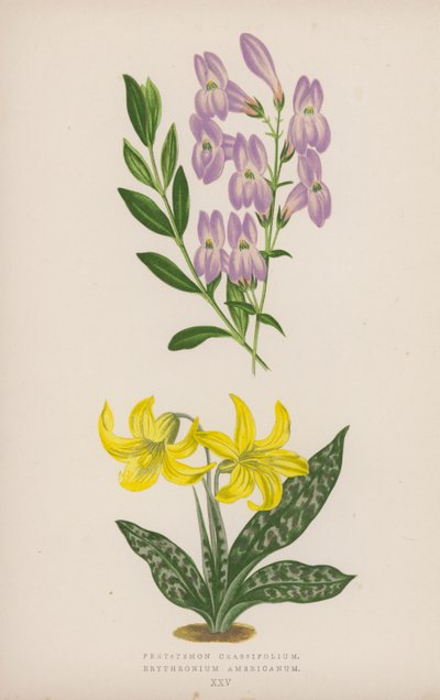 Pentstemon Crassifolium; Amerikkalainen erythronium (väri litho) tekijältä English School