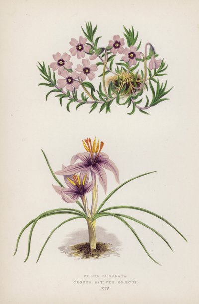 Phlox Subulata; Crocus sativus Greecus (väri litho) tekijältä English School