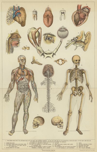 Fysiologia (värillinen litografia) tekijältä English School