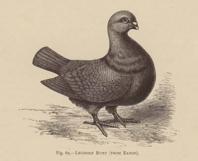 Kyyhkyset: Leghorn Runt, Eaton (kaiverrus) tekijältä English School