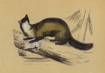 Pine Marten (värilitro) tekijältä English School