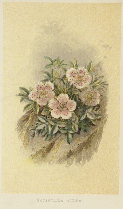 Pinkki cinquefoil tekijältä English School