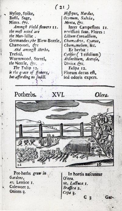 Kasvinviljely Johann Amos Comeniuksen teoksesta Orbis sensualism pictus, julkaistu n. 1689 tekijältä English School