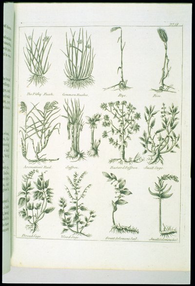 Plants from Culpepers English Physician and Complete Herbal, julkaistu 1790 tekijältä English School