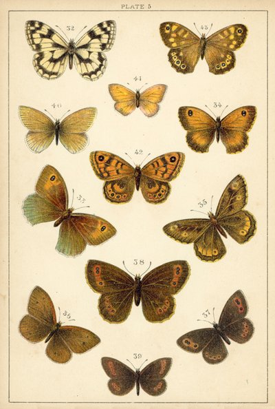 Lautas maamme perhosista ja perhosista (chromolitho) tekijältä English School