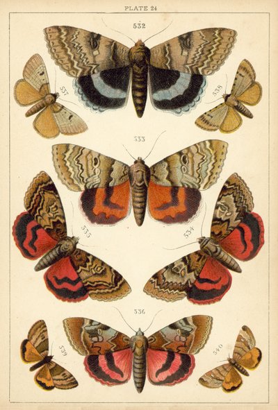 Lautas maamme perhosista ja perhosista (chromolitho) tekijältä English School