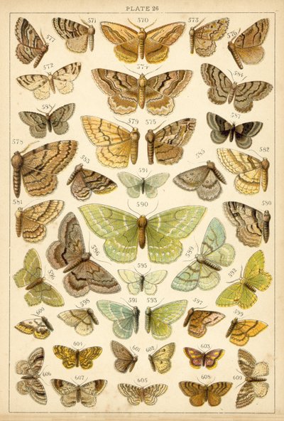 Lautas maamme perhosista ja perhosista (chromolitho) tekijältä English School