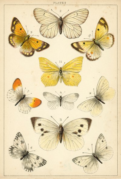 Lautas maamme perhosista ja perhosista (chromolitho) tekijältä English School