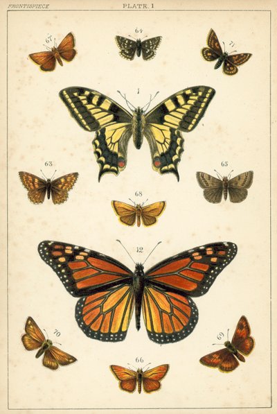 Lautas maamme perhosista ja perhosista (chromolitho) tekijältä English School