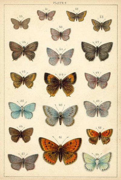 Lautas maamme perhosista ja perhosista (chromolitho) tekijältä English School