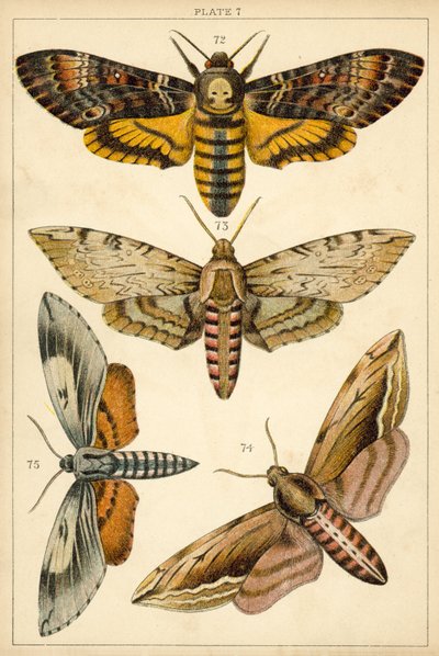Lautas maamme perhosista ja perhosista (chromolitho) tekijältä English School
