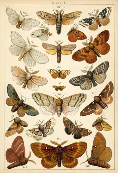 Lautas maamme perhosista ja perhosista (chromolitho) tekijältä English School
