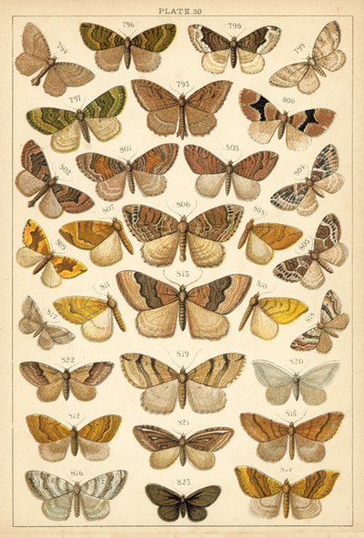 Lautas maamme perhosista ja perhosista (chromolitho) tekijältä English School