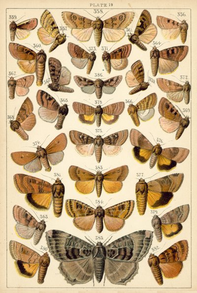 Lautas maamme perhosista ja perhosista (chromolitho) tekijältä English School
