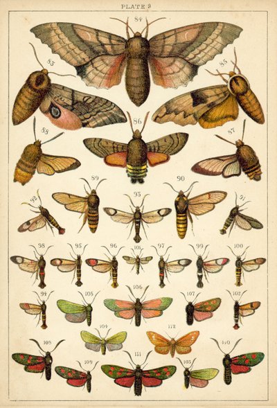 Lautas maamme perhosista ja perhosista (chromolitho) tekijältä English School