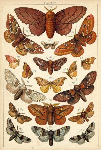 Lautas maamme perhosista ja perhosista (chromolitho) tekijältä English School