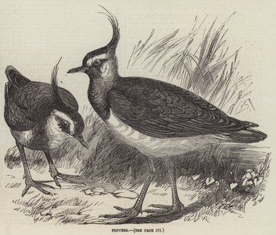 Plovers (kaiverrus) tekijältä English School
