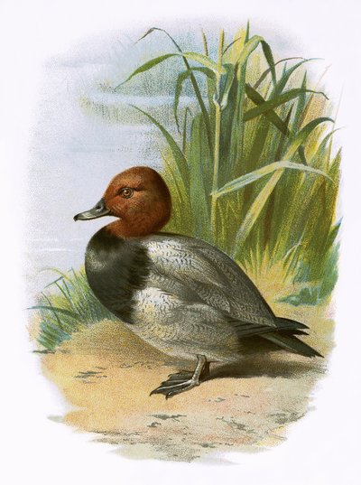 Pochard tekijältä English School