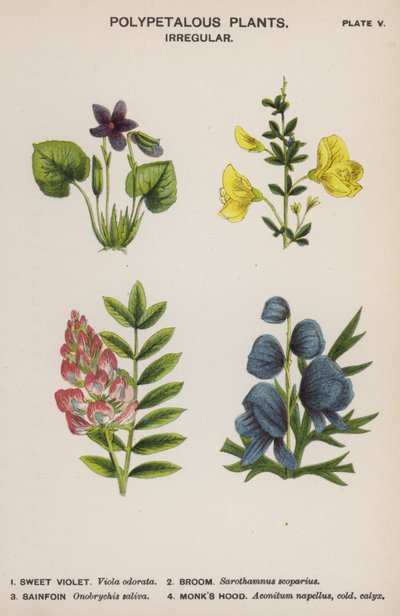 Monilehtiset kasvit, epäsäännölliset (väri litho) tekijältä English School