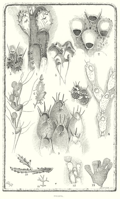 Polyzoa (kaiverrus) tekijältä English School