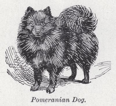 Pomeranian koira (litho) tekijältä English School