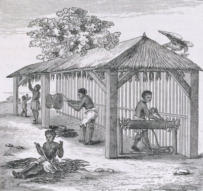 Preparing Tobacco, Samuel Hazardin teoksesta "Santo Domingo Past and Present", pub. 1873 tekijältä English School