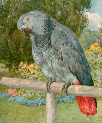 Pretty Polly tekijältä English School