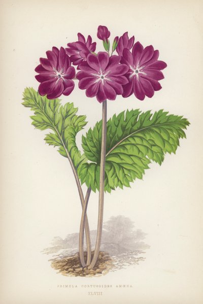Primula Cortusoides Amoena (väri litho) tekijältä English School