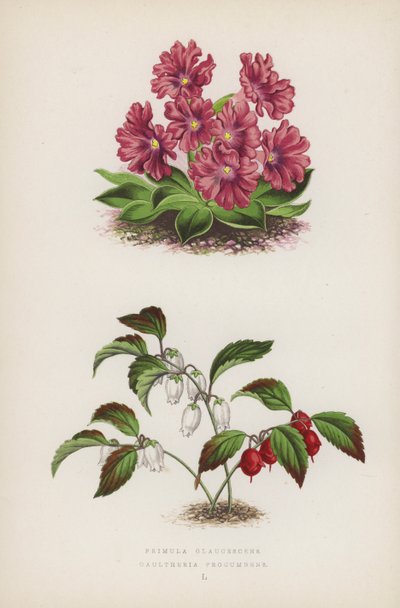 Primula Glaucescens Gaultheria procumbens (väri litho) tekijältä English School