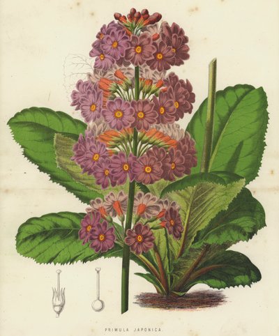 Primula Japonica (chromolitho) tekijältä English School