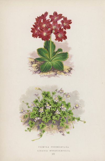Primula Pedemontana; Linaria Hepaticaefolia (väri lit.) tekijältä English School
