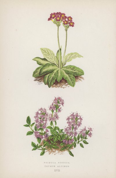 Primula Scotica; Thymus Alpinus (väri litossa) tekijältä English School