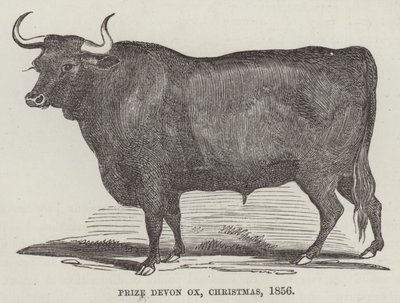 Palkinto Devon ox, joulu tekijältä English School