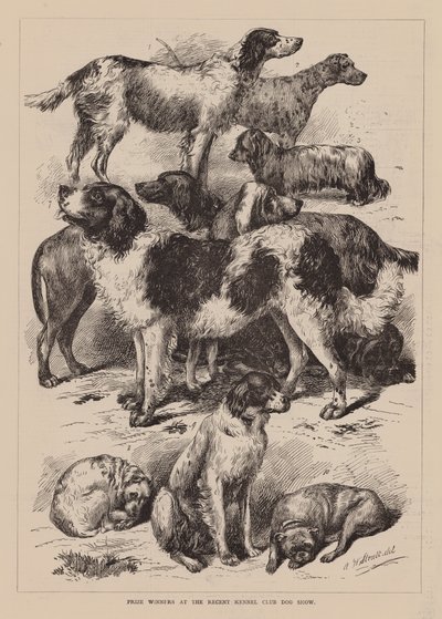 Viimeisimmän Kennelliiton koiranäyttelyn voittajat (kaiverrus) tekijältä English School