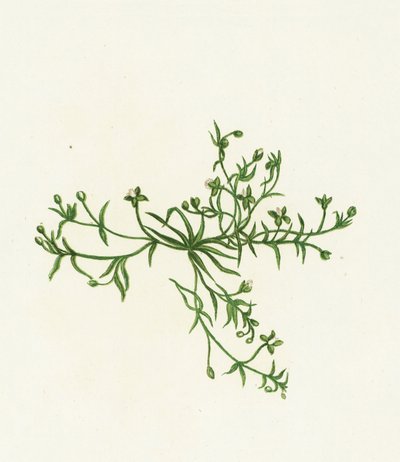 Procumbent Pearl-Wort, Sagina Procumbens tekijältä English School