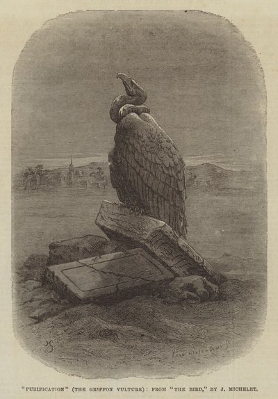 "Puhdistus" (The Griffon Vulture), J Micheletin "The Bird" -kappaleesta (kaiverrus) tekijältä English School