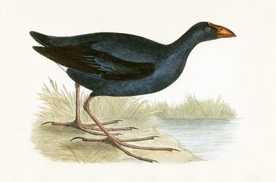 Purple Waterhen, kuvitus Charles Robert Breen (1811-86) teoksesta "A History of the Birds of the Birds of the British Islands", julkaistu 1867 tekijältä English School