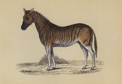 Quagga (väri litho) tekijältä English School