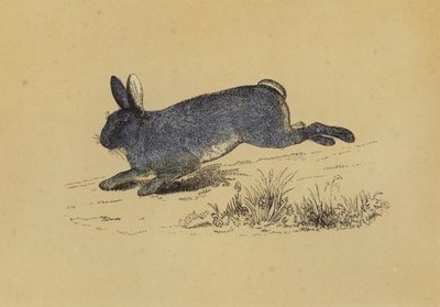Kani (väri litho) tekijältä English School
