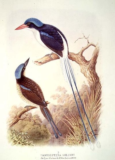Racquet-tailed Kingfisher, fol. 12 Vol III, "The Book of Birds", kirjoittaja A.M. Lysaght tekijältä English School