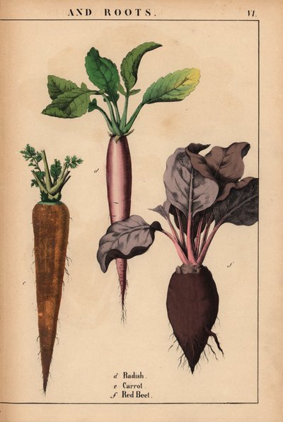 Retiisi, porkkana ja punajuuri.  , julkaisusta "The Instructive Picturebook, or Lessons from the Vegetable World", [Charlotte Mary Yonge], Edinburgh tekijältä English School
