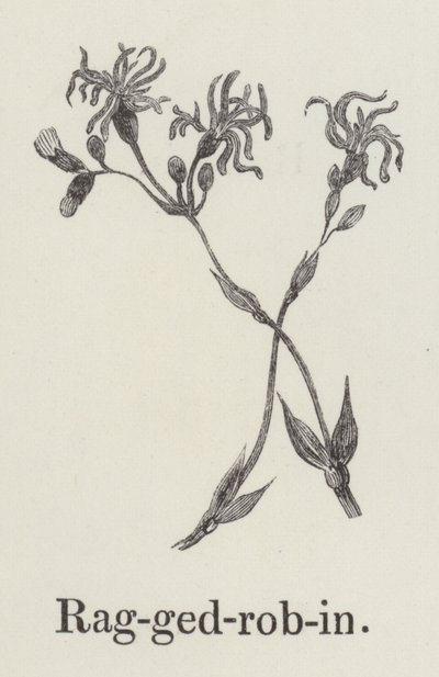Ragged robin (kaiverrus) tekijältä English School
