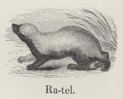 Ratel (kaiverrus) tekijältä English School