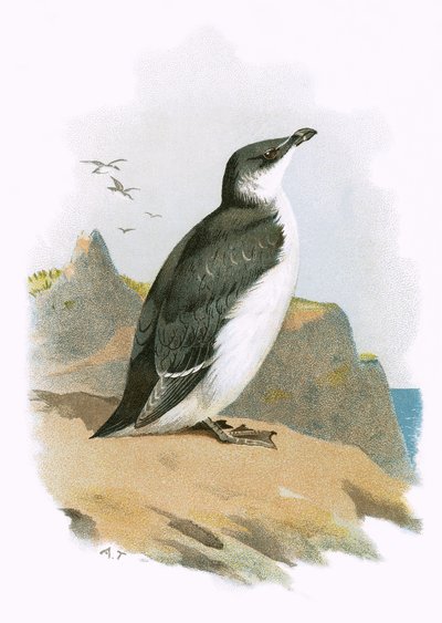 Razorbill tekijältä English School