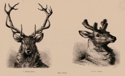 Red Deer (kaiverrus) tekijältä English School